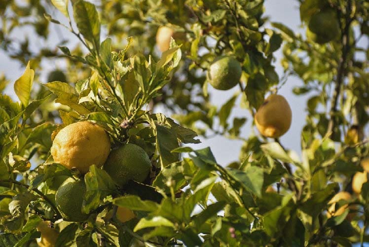 Lemons